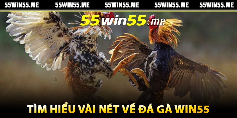 Tìm hiểu vài nét về đá gà Win55