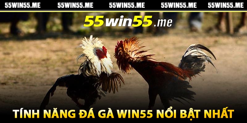 Tính năng đá gà Win55 nổi bật nhất